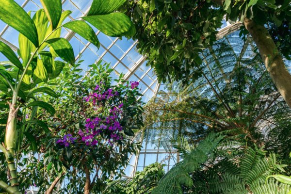 Нью-Йоркский ботанический сад (New York Botanical Garden)